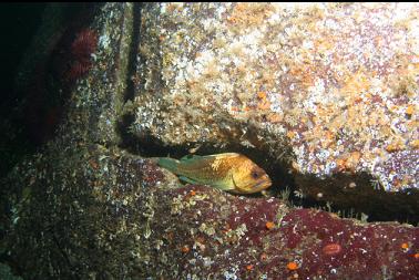 quillback rockfish in crack