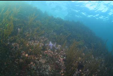 shallow wall at point