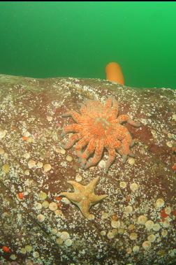 seastars and closed-up orange plumose anemone