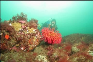 fish-eating anemone