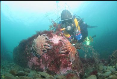 sunflower stars in bay