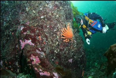 sunflower star on side of reef 30 feet deep