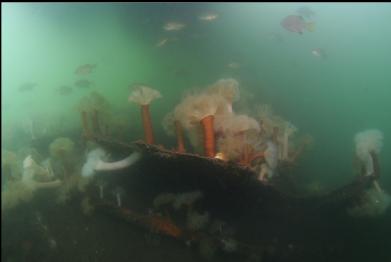 perch over anemones