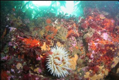 fish-eating anemone at top of wall