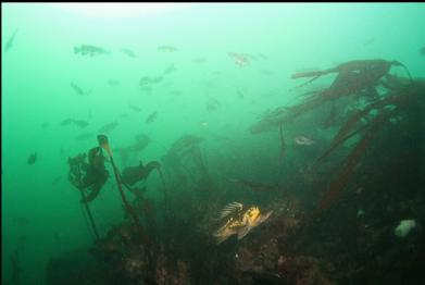 copper rockfish and school in background