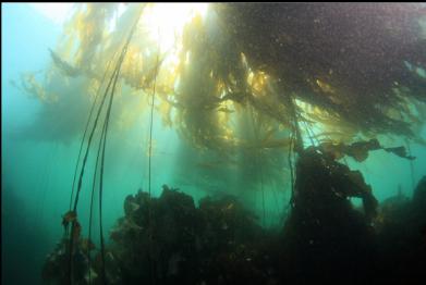 under bull kelp on top of reef