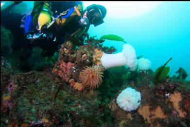 anemones 50 feet deep