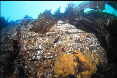 copper rockfish and sponge on hull