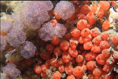 tunicates