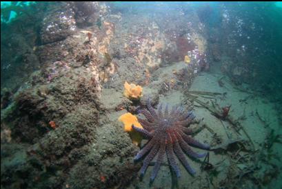 sunflower star and small yellow sponges