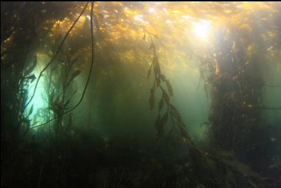 under the kelp