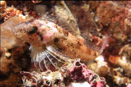 sculpin