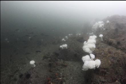 black rockfish and plumose anemones 70' deep 