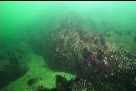 rocky reef with urchins