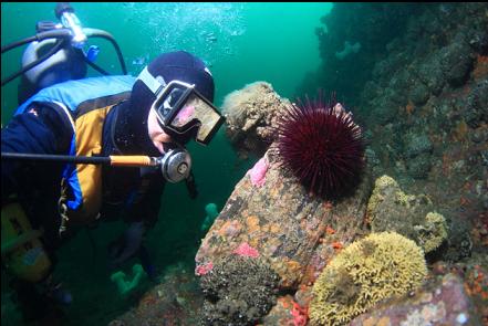 another large bryozoan colony