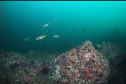 rockfish over a ledge 60 feet deep