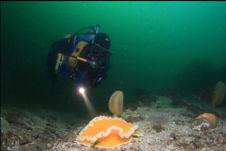 orange peel nudibranch