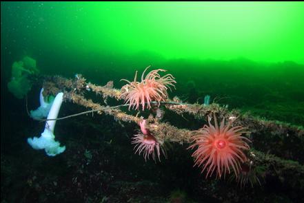 anemones on the power cable