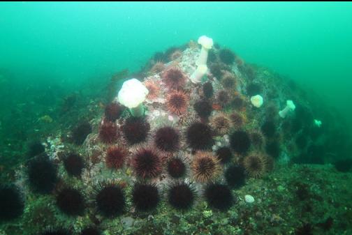 urchins on a natural reef