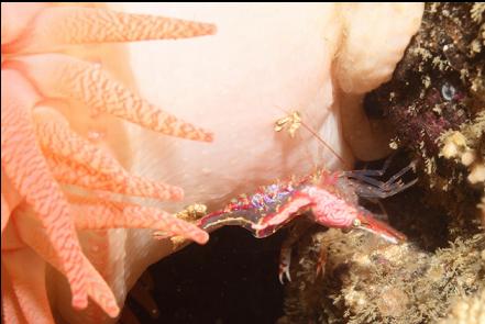 shrimp on crimson anemone