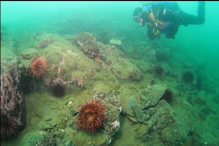 fish-eating anemones