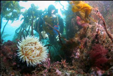 fish-eating anemones