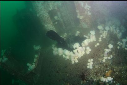 diver going in access hole