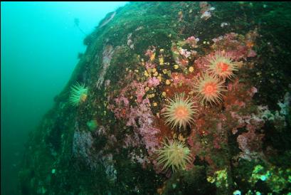 crimson anemones