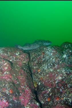LINGCOD ABOVE ROCKFISH IN CRACK