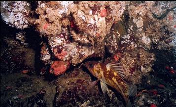 COPPER ROCKFISH