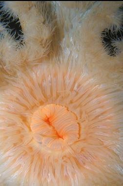 PLUMOSE ANEMONE MOUTH