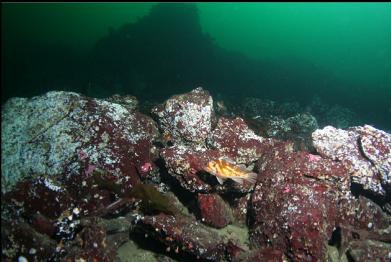 copper rockfish