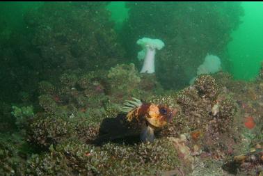 quillback rockfish on cemented tube worms