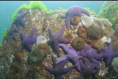 seastars and anemones near surface