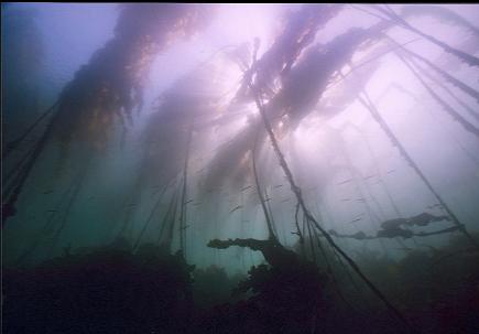 TUBESNOUTS IN KELP