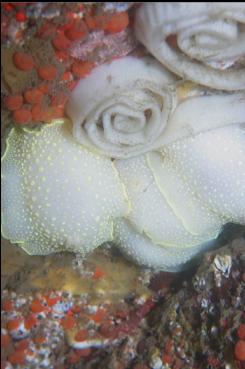 NUDIBRANCHS AND EGGS