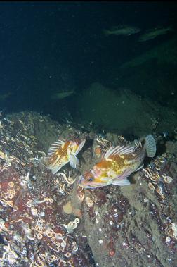 COPPER ROCKFISH WITH YELLOWTAIL IN BACKGROUND