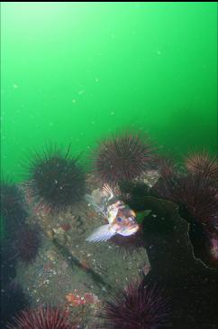 COPPER ROCKFISH AND URCHINS