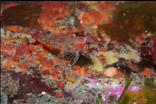 LONGFIN SCULPIN