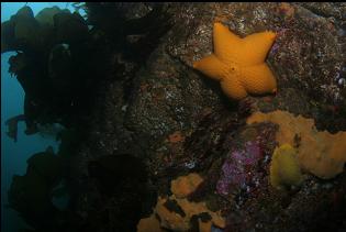 SEASTAR AND YELLOW SPONGE