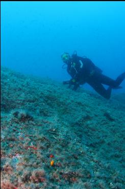 ALGAE-COVERED ROCK IN SHALLOWS