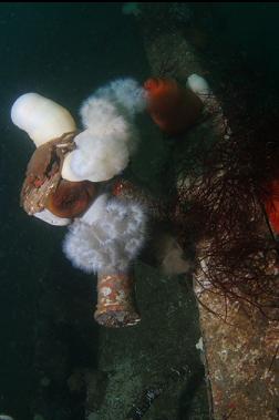 kelp crab and anemones on bollard
