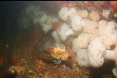 quillback rockfish