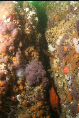 puget sound rockfish in crack