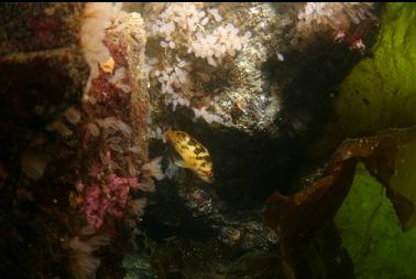 juvenile rockfish