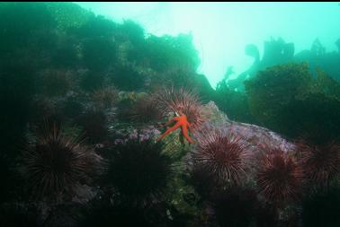 seastar and urchins on wall