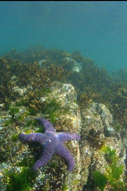 seastar in shallows