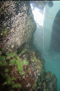 anemones under boat