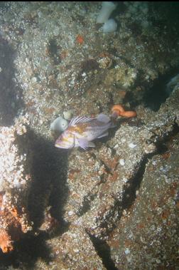 copper rockfish on rudder