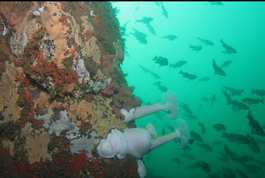 rockfish school near wall